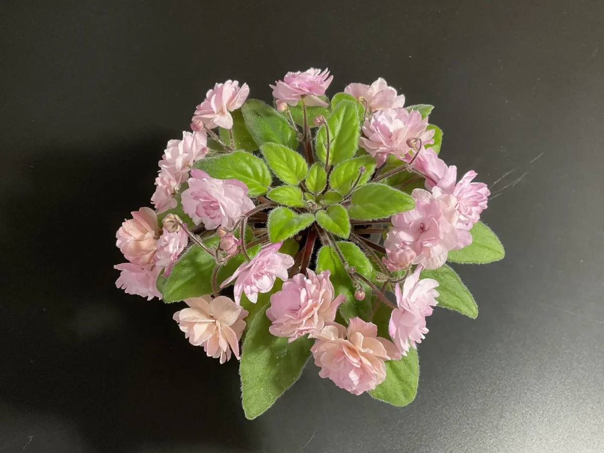 Saintpaulia „Lituanika“ – Rosa halbminiaturige Hänge-Veilchen – Bild 8